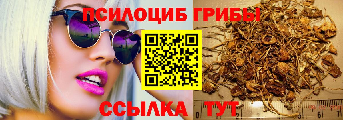 как найти наркотики  Вход с VPN  Вольск  Псилоцибиновые грибы Psilocybine cubensis 